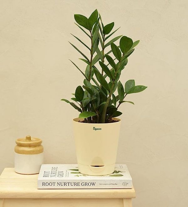 Ugaoo ZZ Plant, Zamia Air Purifer Plant-1