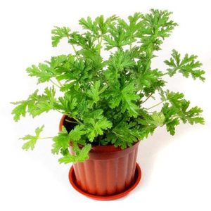 Mphmi Plants Citronella Odomas Live Nursery Mosquito plant perennial subshrub